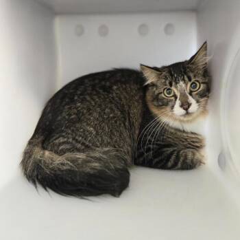 Pixel -  Domestic Medium Hair Cat for Adoption in Winnipeg, Manitoba - Pixel | PetCurious