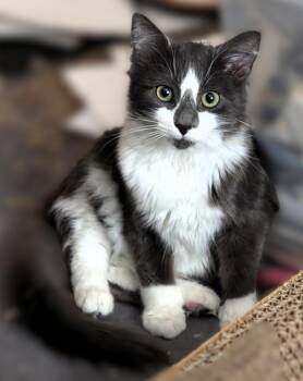 Rescue Domestic Medium Hair Cats for Adoption in Sterling Heights, Michigan - Sammy | PetCurious