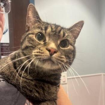 Praise -  Domestic Short Hair Cat Available for Adoption in Mooresville, North Carolina - Praise | PetCurious
