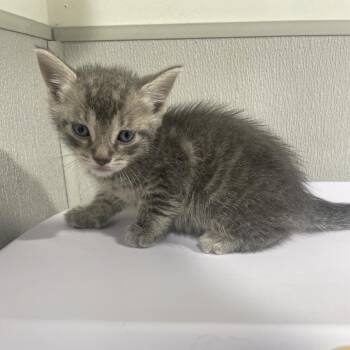 Peta -  Domestic Short Hair Cat for Adoption in Tampa, Florida - Peta | PetCurious