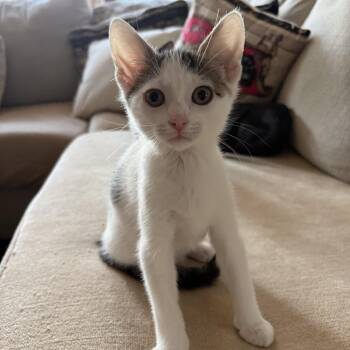 Chloe -  Domestic Short Hair Cat for Adoption - Chloe | PetCurious