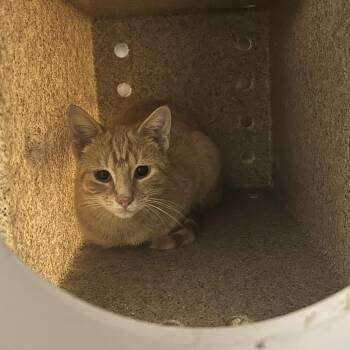 Forest Ranger -  Domestic Short Hair Cat for Adoption in Asheville, North Carolina - Forest Ranger | PetCurious