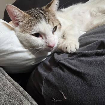 Domestic Short Hair and Siamese Cats Available for Adoption - Little Man | PetCurious