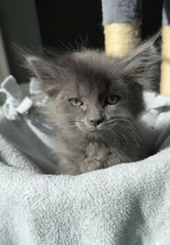 Sawyer -  Domestic Long Hair Cat for Adoption in Ephrata, Washington - Sawyer | PetCurious