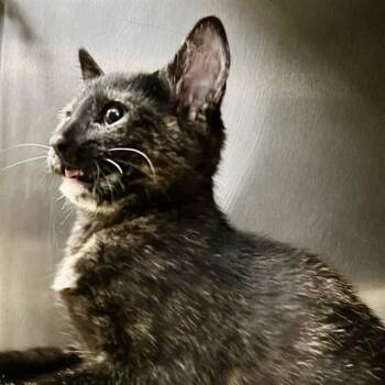 FRILLED SHARK -  Domestic Short Hair Cat for Adoption in St. Louis, Missouri - FRILLED SHARK | PetCurious