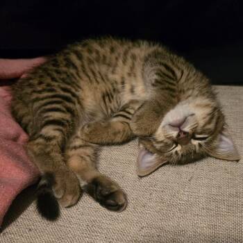 Gina -  Domestic Short Hair Cat for Adoption in Jasper, Indiana - Gina | PetCurious