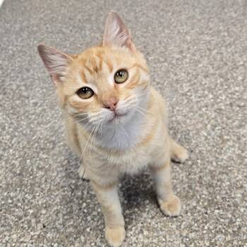 Domestic Short Hair Cats Available for Adoption - Chitato | PetCurious