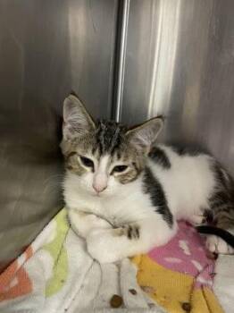 Carlsbad -  Domestic Short Hair Cat for Adoption in Houston, Texas - Carlsbad | PetCurious