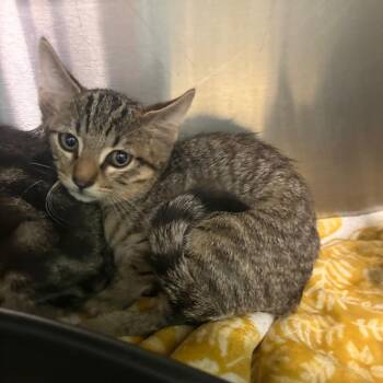 Pepsi -  Domestic Short Hair Cat for Adoption in Lake Jackson, Texas - Pepsi | PetCurious