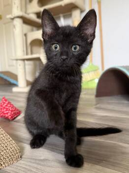 Rescue Domestic Short Hair Cats for Adoption in Frederick, Maryland - Jimmy | PetCurious