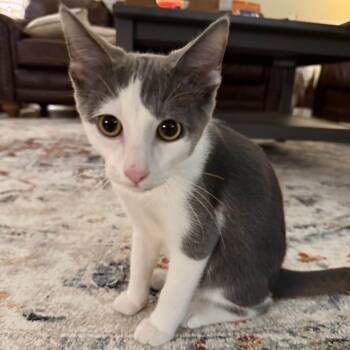 Rescue Domestic Short Hair Cats for Adoption in Aspinwall, Pennsylvania - Madman | PetCurious