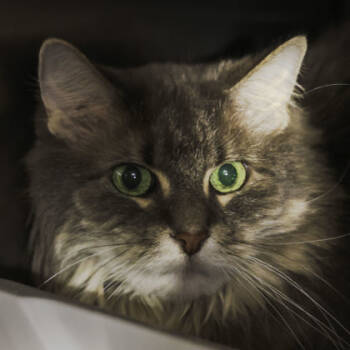 Rescue Domestic Long Hair and Domestic Short Hair Cats for Adoption in Madison, Wisconsin - Nova | PetCurious