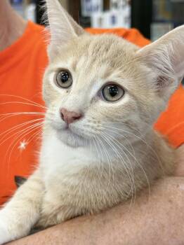 Rescue Domestic Short Hair Cats for Adoption in Westminster, California - Yogi Bear | PetCurious