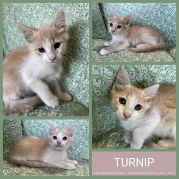 Turnip -  Domestic Short Hair Cat for Adoption in Corpus Christi, Texas - Turnip | PetCurious