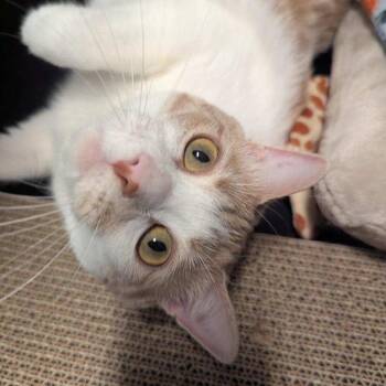 Gingersnap -  American Shorthair Cat for Adoption in North Branford, Connecticut - Gingersnap | PetCurious