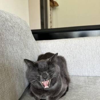 Rescue Russian Blue Cats for Adoption in Pasadena, California - Celeste | PetCurious