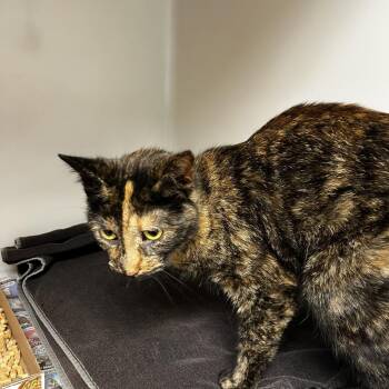 Topaz -  Domestic Short Hair Cat for Adoption in Harrisonburg, Virginia - Topaz | PetCurious