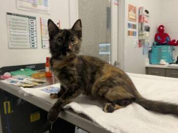 The Conjuring -  Domestic Medium Hair Cat for Adoption in Kansas City, Missouri - The Conjuring | PetCurious