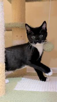 Domestic Short Hair Cats Available for Adoption - Mr. Miyagi | PetCurious