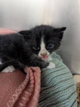 Sesame Seed -  Domestic Short Hair Cat for Adoption in West Chester, Pennsylvania - Sesame Seed | PetCurious