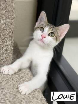 Louie -  Domestic Short Hair Cat for Adoption in Valparaiso, Indiana - Louie | PetCurious
