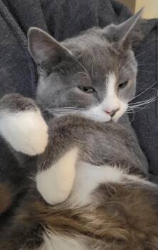 Rescue Domestic Short Hair Cats for Adoption in Vancouver, British Columbia - Finn | PetCurious