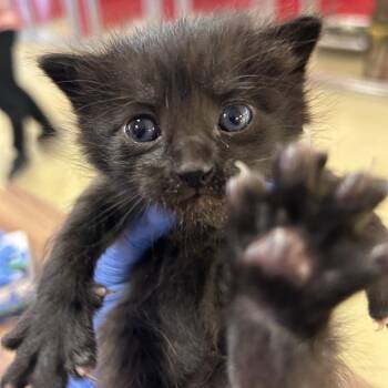Koichi -  Domestic Medium Hair Cat for Adoption in Park City, Utah - Koichi | PetCurious