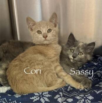 Domestic Short Hair and Tabby Cats Available for Adoption in Orland Hills, Illinois - Cori | PetCurious