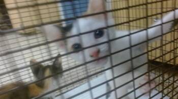 LULU -  Domestic Short Hair Cat for Adoption in Doral, Florida - LULU | PetCurious