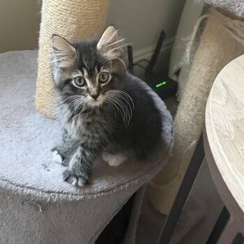 Niko -  Domestic Long Hair Cat for Adoption in Ephrata, Washington - Niko | PetCurious