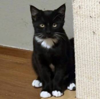 Rescue Domestic Short Hair Cats for Adoption - Sylvester | PetCurious