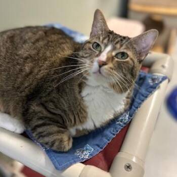 Sugar -  American Bobtail and Mixed Breed Cat for Adoption in Indianapolis, Indiana - Sugar | PetCurious