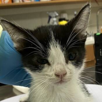 Rescue Domestic Short Hair Cats for Adoption in Las Cruces, New Mexico - Baritone | PetCurious