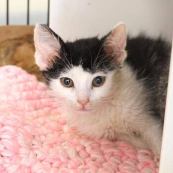 Ripley -  Domestic Short Hair Cat for Adoption in Des Moines, Iowa - Ripley | PetCurious