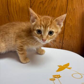 Rescue American Shorthair Cats for Adoption in Greenfield, Indiana - Pop | PetCurious