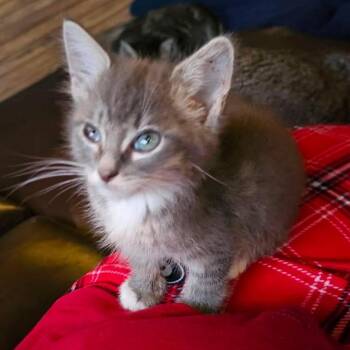 Southwest Litter -  American Shorthair Cat for Adoption in Columbia, Maryland - Southwest Litter | PetCurious