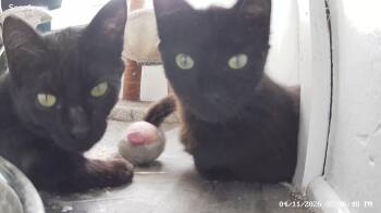 Eve -  Domestic Short Hair Cat for Adoption in Ionia, Michigan - Eve | PetCurious