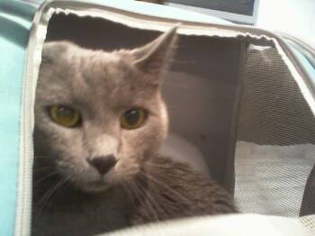 Domestic Short Hair Cats Available for Adoption - EMBER | PetCurious