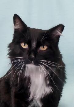 Domestic Medium Hair Cats Available for Adoption in Pasadena, California - LITTEN | PetCurious