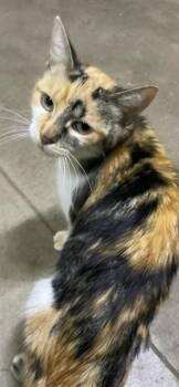 Kali Kat -  Calico Cat for Adoption in Marine City, Michigan - Kali Kat | PetCurious