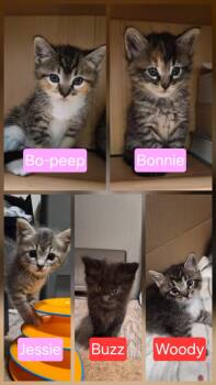 Penthouse Pals (kittens) -  Domestic Short Hair and Bombay Cat for Adoption in Houston, Texas - Penthouse Pals (kittens) | PetCurious