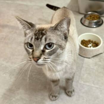 Siamese Cats Available for Adoption - Wayne | PetCurious