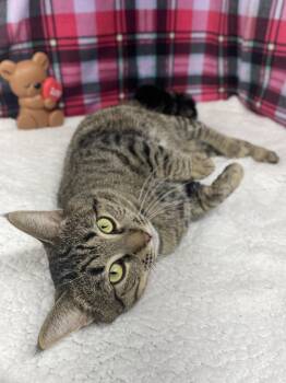 Domestic Short Hair Cats Available for Adoption - Tripper | PetCurious