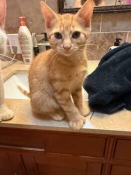 Yuno (polydactyl bonded with Booba) -  Domestic Short Hair Cat for Adoption in Pickering, Ontario - Yuno (polydactyl Bonded With Booba) | PetCurious