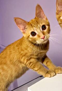 Ginger Snap -  Domestic Short Hair Cat for Adoption in Pittsburgh, Pennsylvania - Ginger Snap | PetCurious