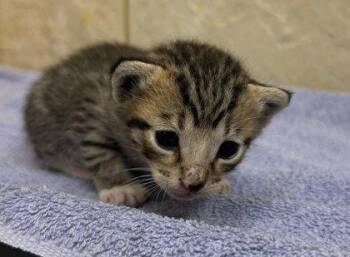 Harry -  Domestic Short Hair Cat for Adoption in Honolulu, Hawaii - Harry | PetCurious