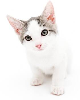 Salmon is a baby smush - Sooo sweet Sooo unique -  Turkish Van Cat for Adoption in Bedford Hills, New York - Salmon Is A Baby Smush - Sooo Sweet Sooo Unique | PetCurious