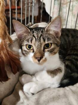 Domestic Short Hair Cats Available for Adoption - Elliot | PetCurious