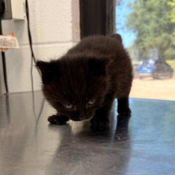 Hala (gumbo) -  Domestic Short Hair Cat for Adoption in Oxford, Mississippi - Hala (gumbo) | PetCurious