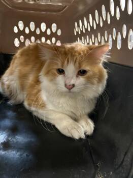 Domestic Long Hair Cats Available for Adoption in Gillette, Wyoming - Jasper | PetCurious